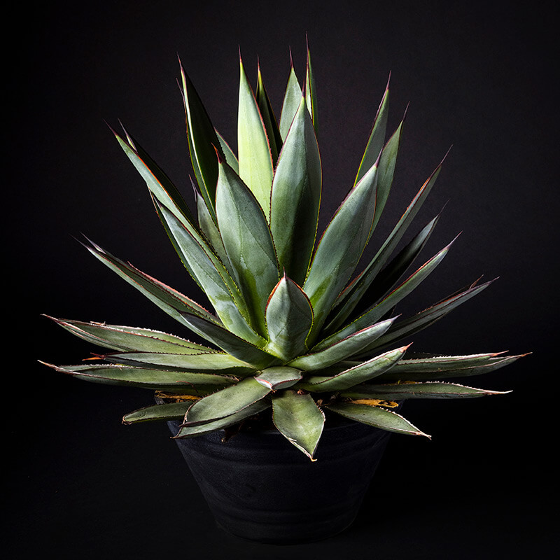 アガベ'ブルー・グロー'の基本情報・育て方｜多肉植物・サボテン図鑑