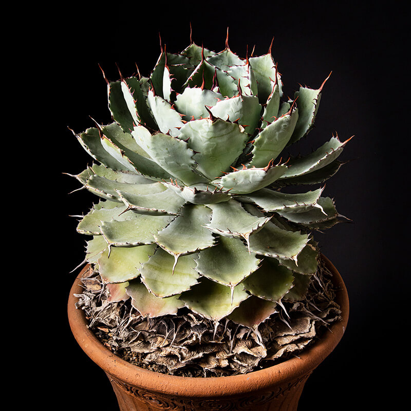 アガベ'吉祥冠'の基本情報・育て方｜多肉植物・サボテン図鑑｜みんなの