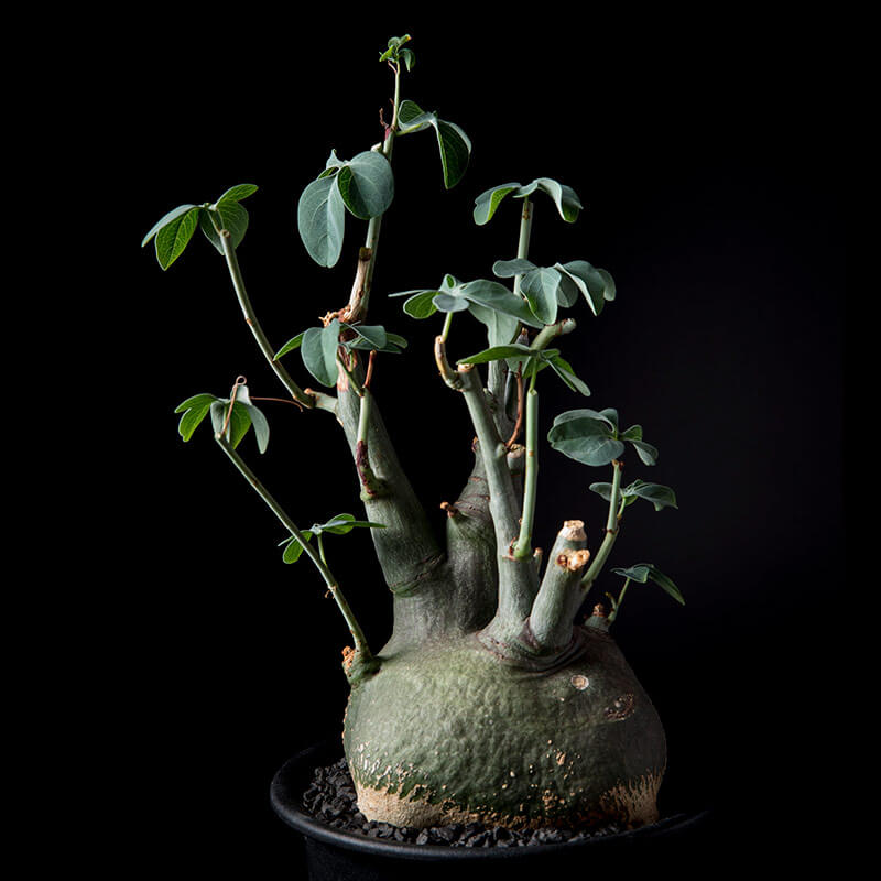 アデニア・グラウカの基本情報・育て方｜多肉植物・サボテン図鑑