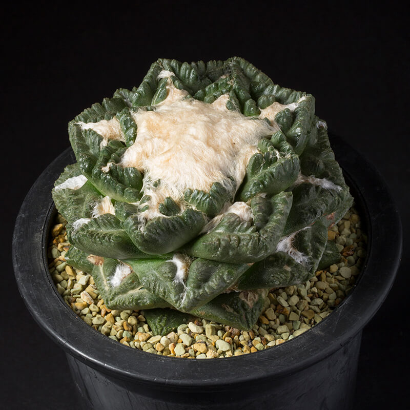 アリオカルプス亀甲牡丹の基本情報・育て方｜多肉植物・サボテン図鑑