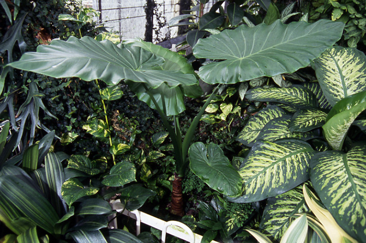 アロカシアとは｜育て方がわかる植物図鑑｜みんなの趣味の園芸（NHK出版）