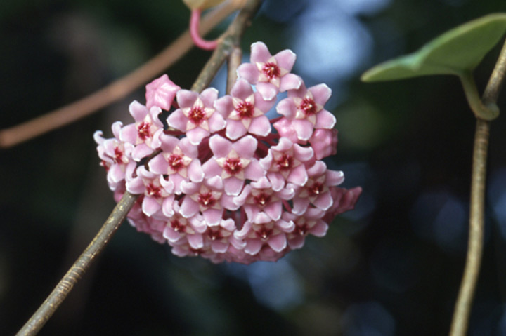 ホヤ（サクララン）とは｜育て方がわかる植物図鑑｜みんなの趣味の園芸