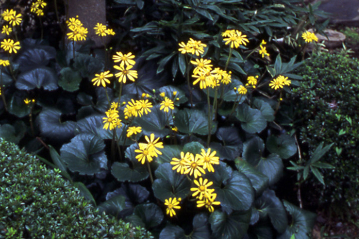 ツワブキとは｜育て方がわかる植物図鑑｜みんなの趣味の園芸（NHK出版）
