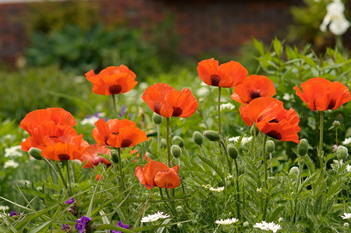 オリエンタルポピーの育て方・栽培方法｜植物図鑑｜みんなの趣味の園芸