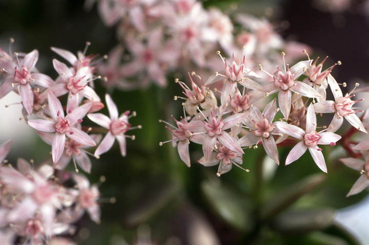 金のなる木とは｜育て方がわかる植物図鑑｜みんなの趣味の園芸（NHK出版）