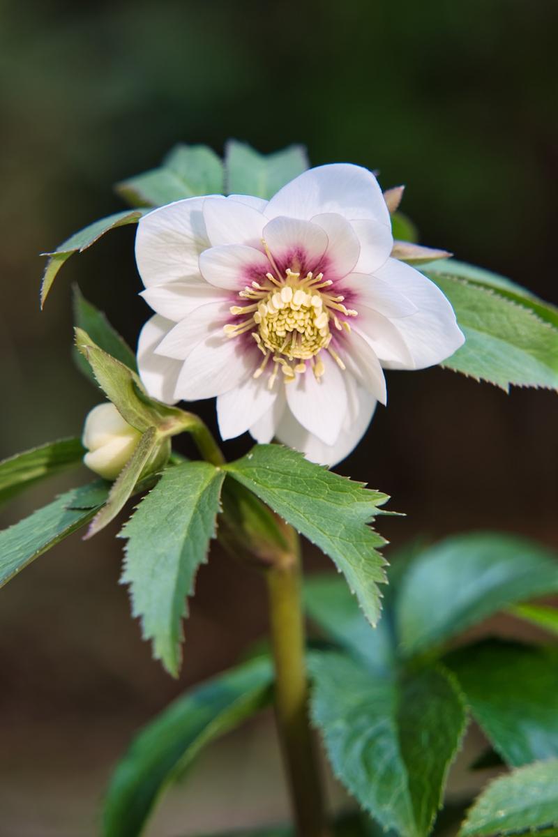 クリスマスローズの交配種（H.×ヒブリダス）｜園芸日記by野々口稔