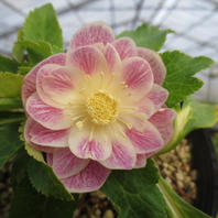 レッドエンジェル「2020 加藤農園さんのクリスマスローズ」のアルバム