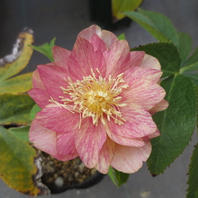 レッドエンジェル「2020 加藤農園さんのクリスマスローズ」のアルバム