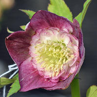 底白のクリスマスローズがセミダブルに「加藤農園さんのクリスマス