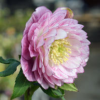 底白のクリスマスローズがセミダブルに「加藤農園さんのクリスマス