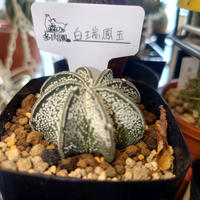 アストロフィツム三角鸞鳳玉（サンカクランポー玉）の基本情報・育て方