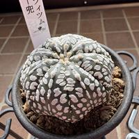 アストロフィツム三角鸞鳳玉（サンカクランポー玉）の基本情報・育て方