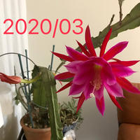 妖狐の名を持つクジャクサボテン『白狐の精』｜そだレポ（栽培レポート