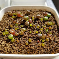 リトープス4種類を種から育てる｜そだレポ（栽培レポート）by和風