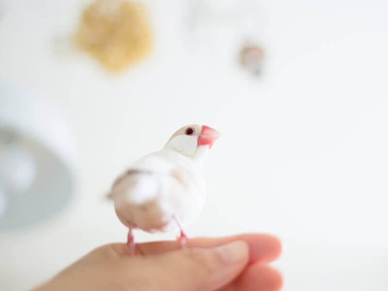 獣医師監修】文鳥の品種、値段、性格、飼い方 | Petpedia