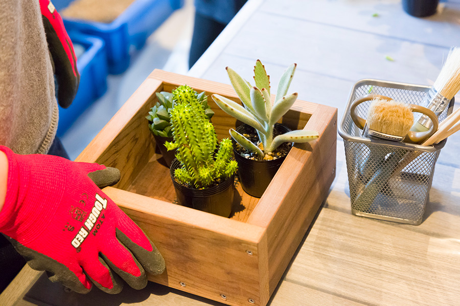 木箱に多肉植物を寄せ植えする石を配して、自然を切り取ったような景観