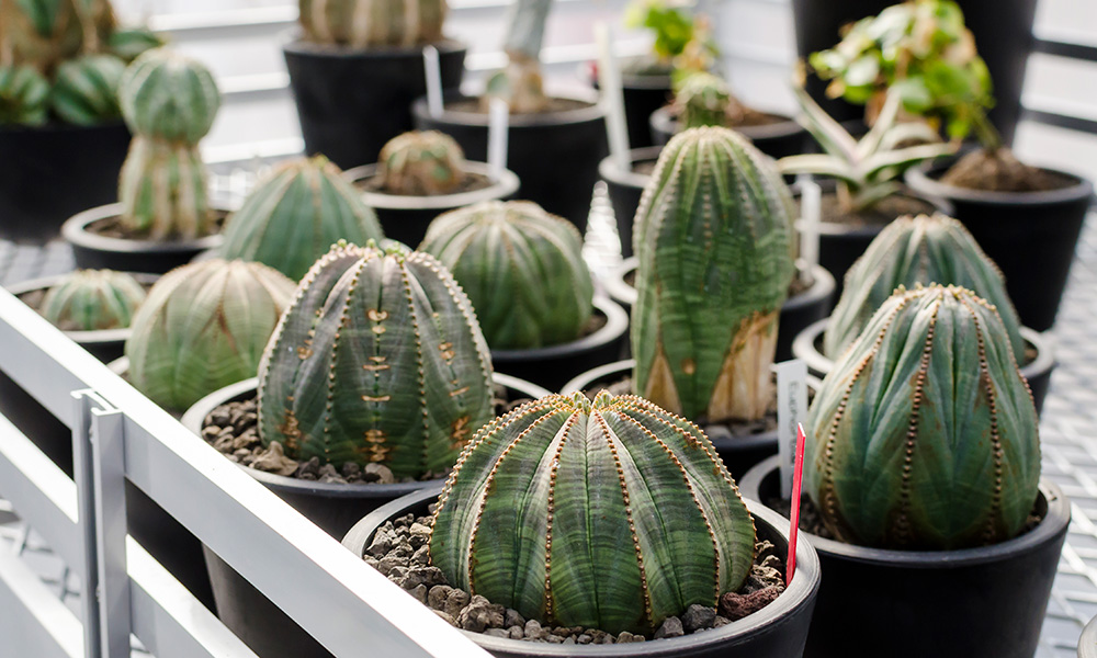 多肉の中の注目株ユニークな表情に虜になる塊根植物をインテリアに