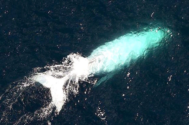 世界でたった1頭の「真っ白いクジラ」。目撃した人には幸運が訪れる