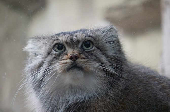 4月23日はマヌルネコの日】マヌルネコの生態や会える動物園を紹介