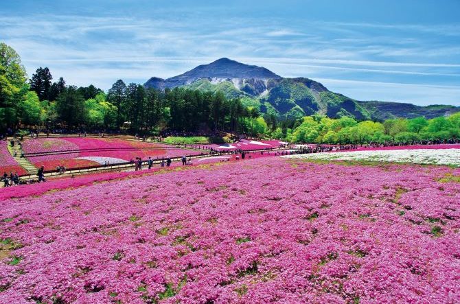 全国「芝桜」の名所・おすすめスポット13選！2022年見頃情報をチェック