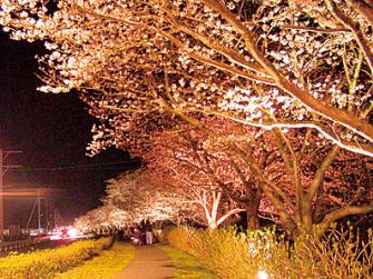 関東近郊の夜桜・ライトアップが楽しめるお花見名所26選！高田城址公園