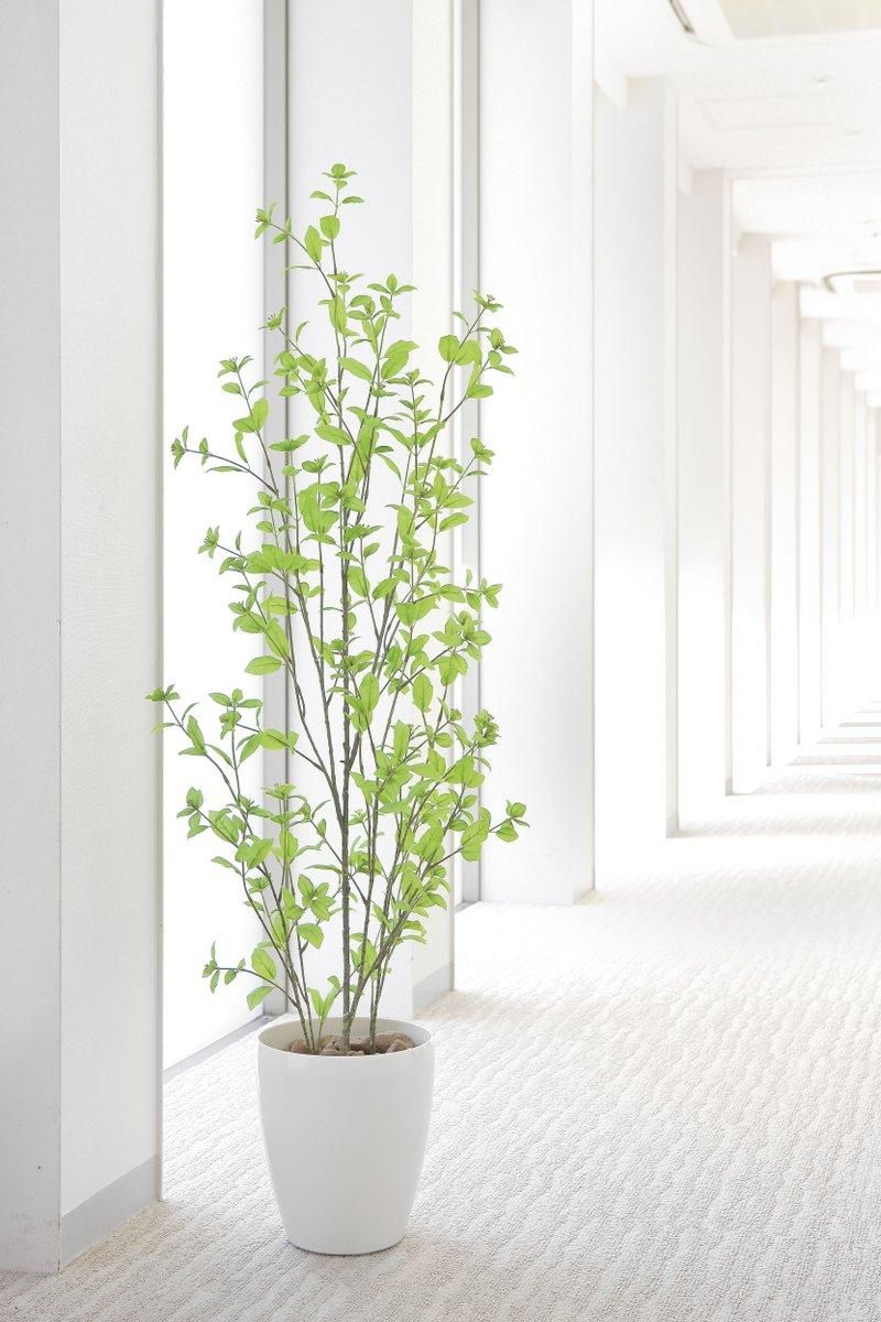 光触媒観葉植物】バウヒニア1.6〔フロアタイプ(ハイサイズ)〕/光触媒