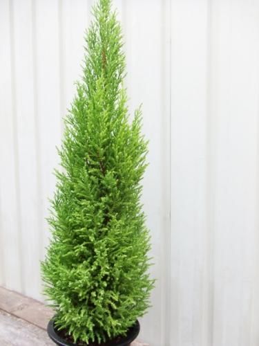 ゴールドクレスト・ウィルマ 70cm - 植物と暮らす m-plant