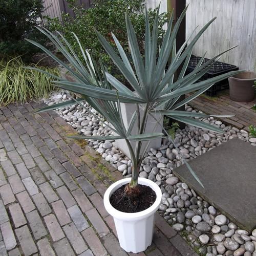 ビスマルキア・ノビリス 8号 - 植物と暮らす m-plant