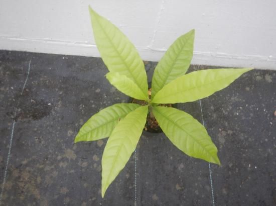 アビウ 苗 - 植物と雑貨のセレクトショップ・石垣島・シャンティ・ガーデン