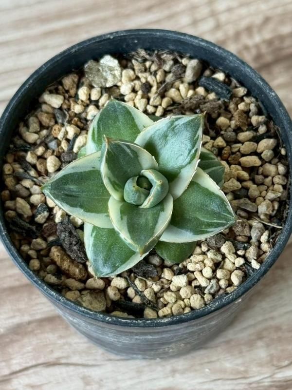 アガベ「ピンキー」