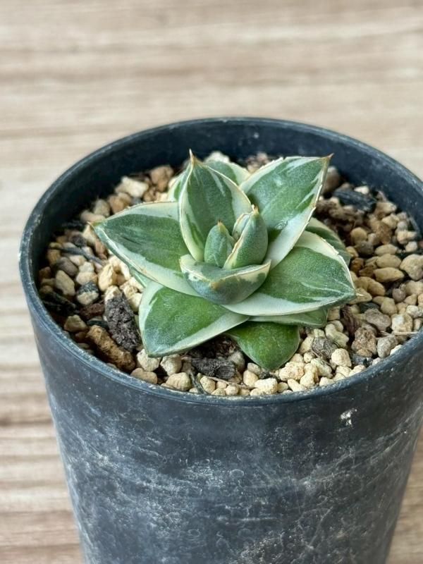 アガベ「ピンキー」