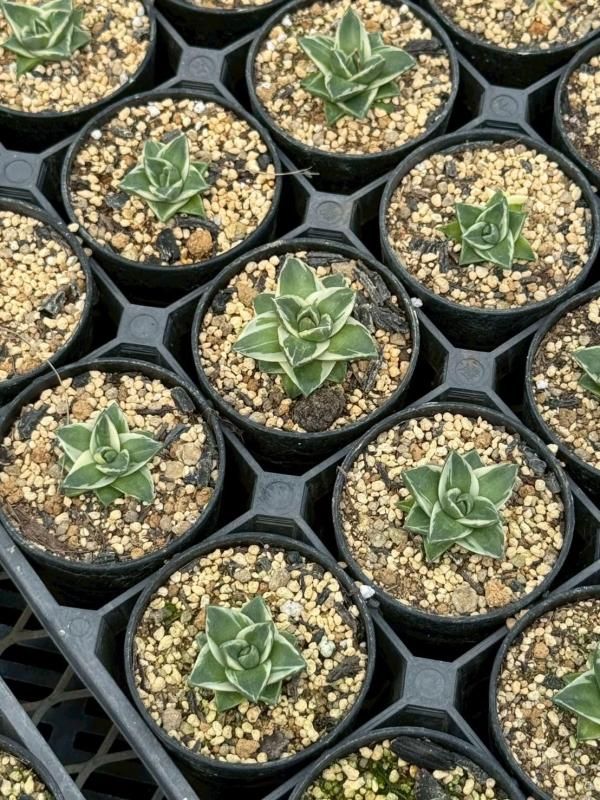 アガベ「ピンキー」