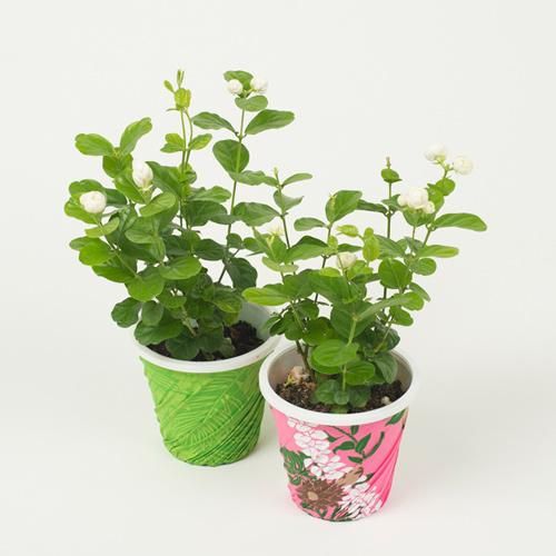 限定入荷】ピカケローズ（八重咲き） Pikake Rose・4号／HGPL-251