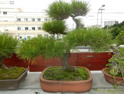 歯いさい!BLOG:鉢植えのリュウキュウマツ土替えの様子