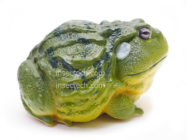 動物の惑星】アフリカウシガエル フィギュア - 昆虫採集・昆虫標本用品