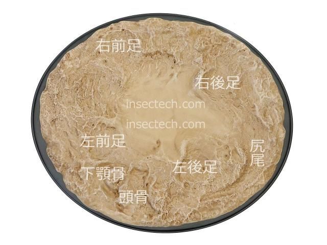 動物の惑星 写実シリーズ】第一弾 初回頭骨付属 ワニガメ フィギュア