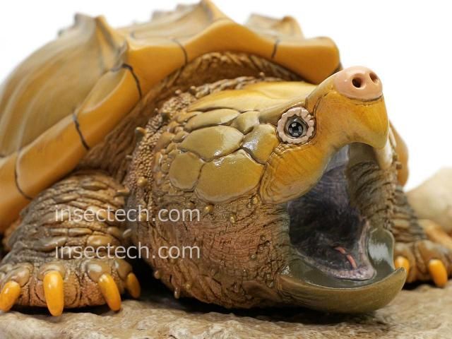 動物の惑星 写実シリーズ】第一弾 初回頭骨付属 ワニガメ フィギュア