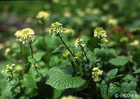 天然葉わさび（山わさび）天然山菜、秋田県産【あきた森の宅配便】秋田