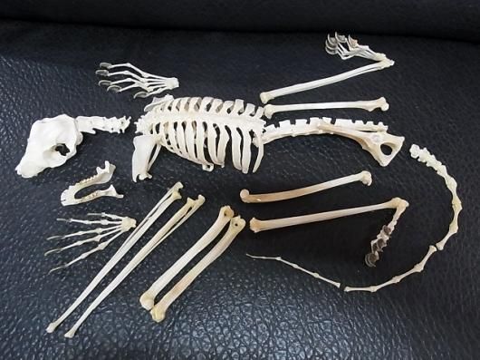 ☆即納☆レア！ マレーヒヨケザル Sunda Flying Lemur 全身骨格標本