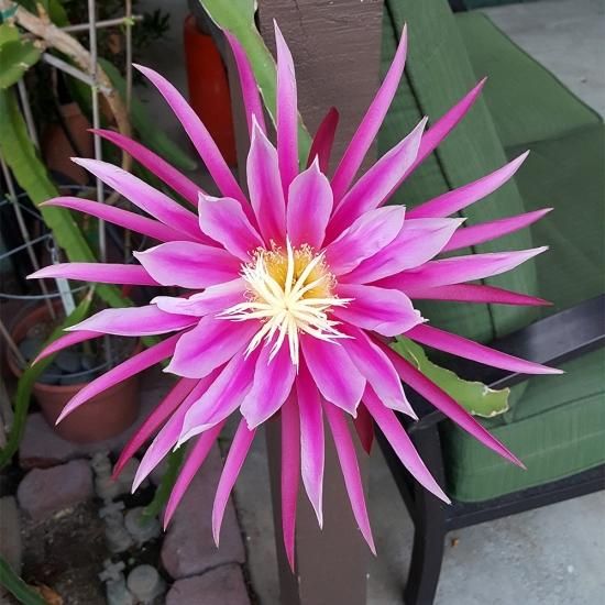 ドラゴンフルーツ（コニーマイヤー）の苗（3号ポット） - マルシェ青空