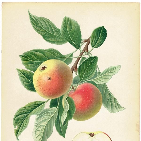 ドイツの果実学 リンゴ 植物画 アンティーク ボタニカルアート 1894年 1003
