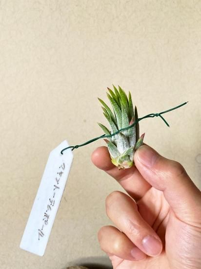 現品】チランジア・マヤントーテムポール T. Mayan Totem Pole