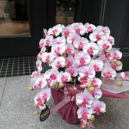 光触媒加工 胡蝶蘭 絞り赤(白×赤) Sサイズ5本立ち 陶器鉢植え 花