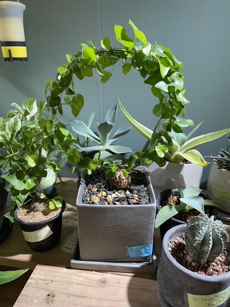 亀甲竜アフリカ ディオスコレア エレファンティペス 陶器鉢付き