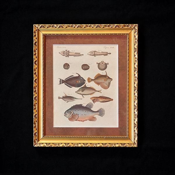 額装した銅版画・魚/フランスアンティーク雑貨・家具のSibora【シボラ】