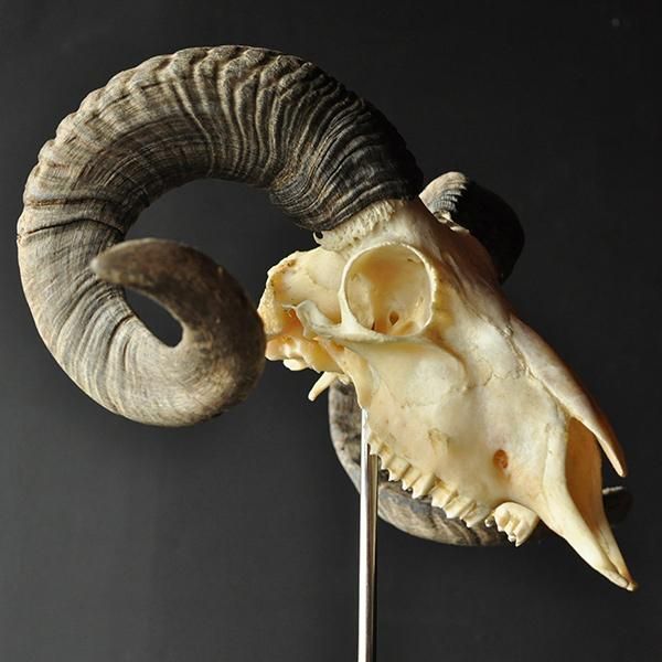 ラムの頭骨・3/フランスアンティーク雑貨 博物アンティーク