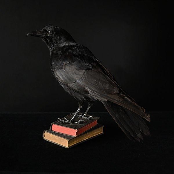 剥製 カラス・9/フランスアンティーク 剥製 カラス【Sibora】