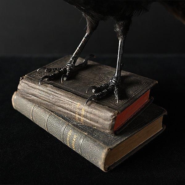 剥製 カラス・9/フランスアンティーク 剥製 カラス【Sibora】