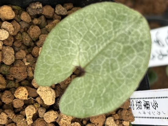 タマノカンアオイ 【銘 多摩銀宝】 神秘のカンアオイ - カンアオイ販売