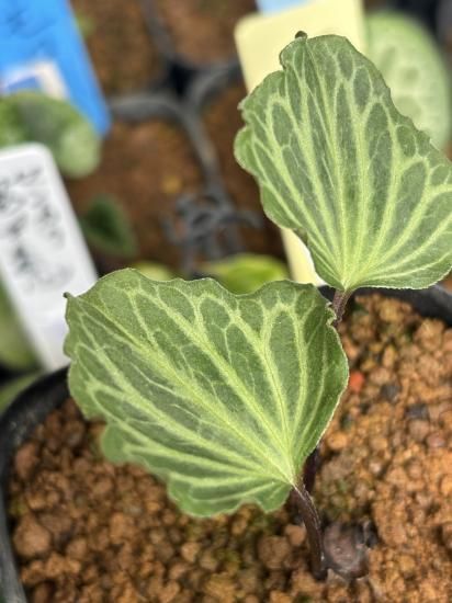 乙女カンアオイ 【銘 舞扇】 神秘のカンアオイ！超希少種